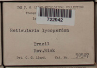 Reticularia lycoperdon image